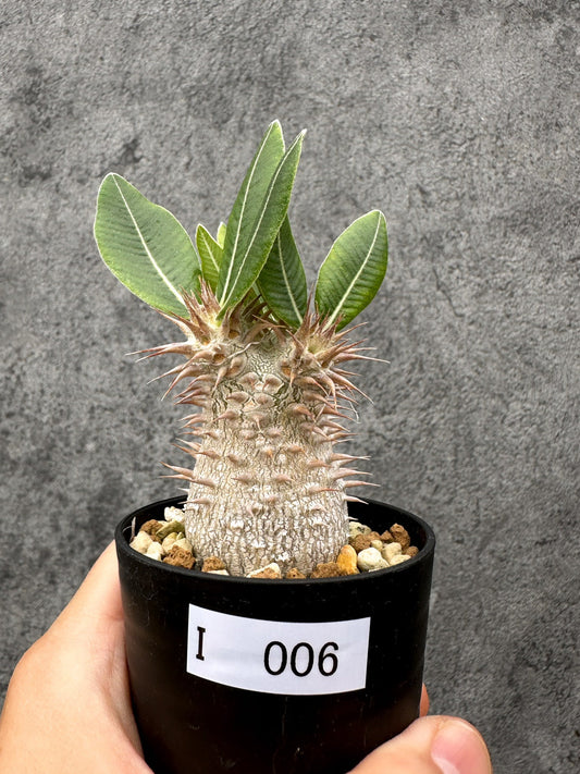 【現品限り】パキポディウム・デンシフローラム 長期実生【I6】 Pachypodium densiflorum