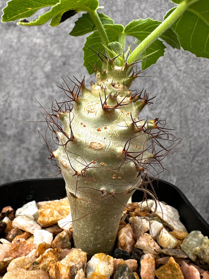 【現品限り】ヤトロファ・フィッシスピナ 実生【I70】 Jatropha fissispina