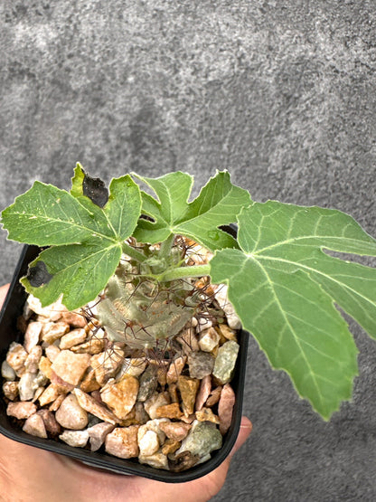 【現品限り】ヤトロファ・フィッシスピナ 実生【I70】 Jatropha fissispina