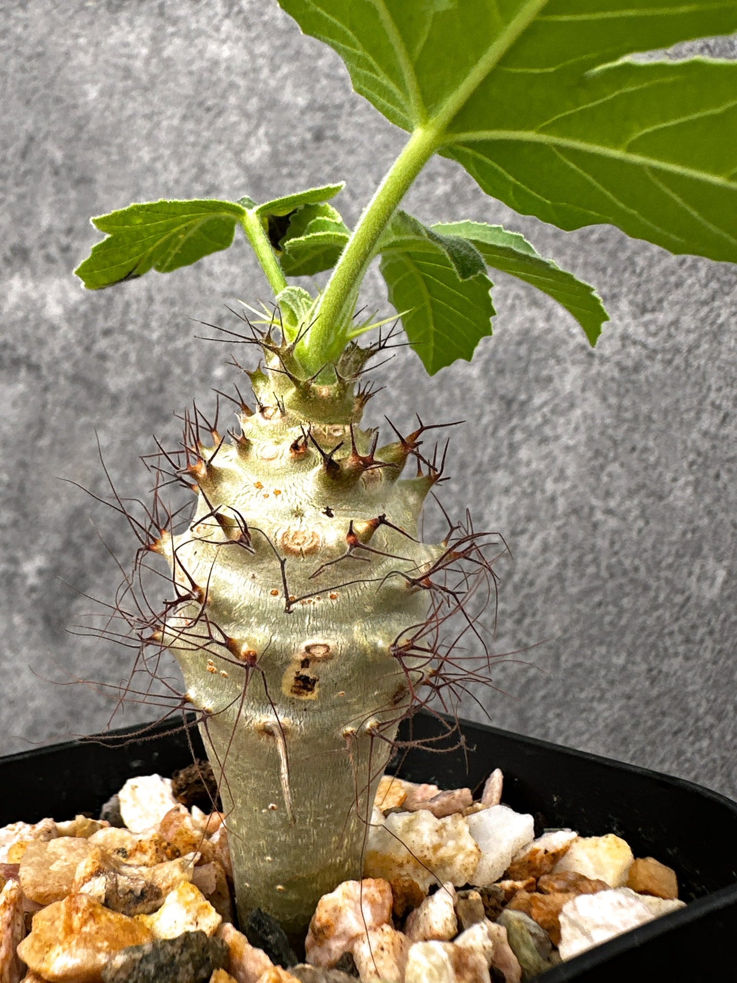 【現品限り】ヤトロファ・フィッシスピナ 実生【I70】 Jatropha fissispina
