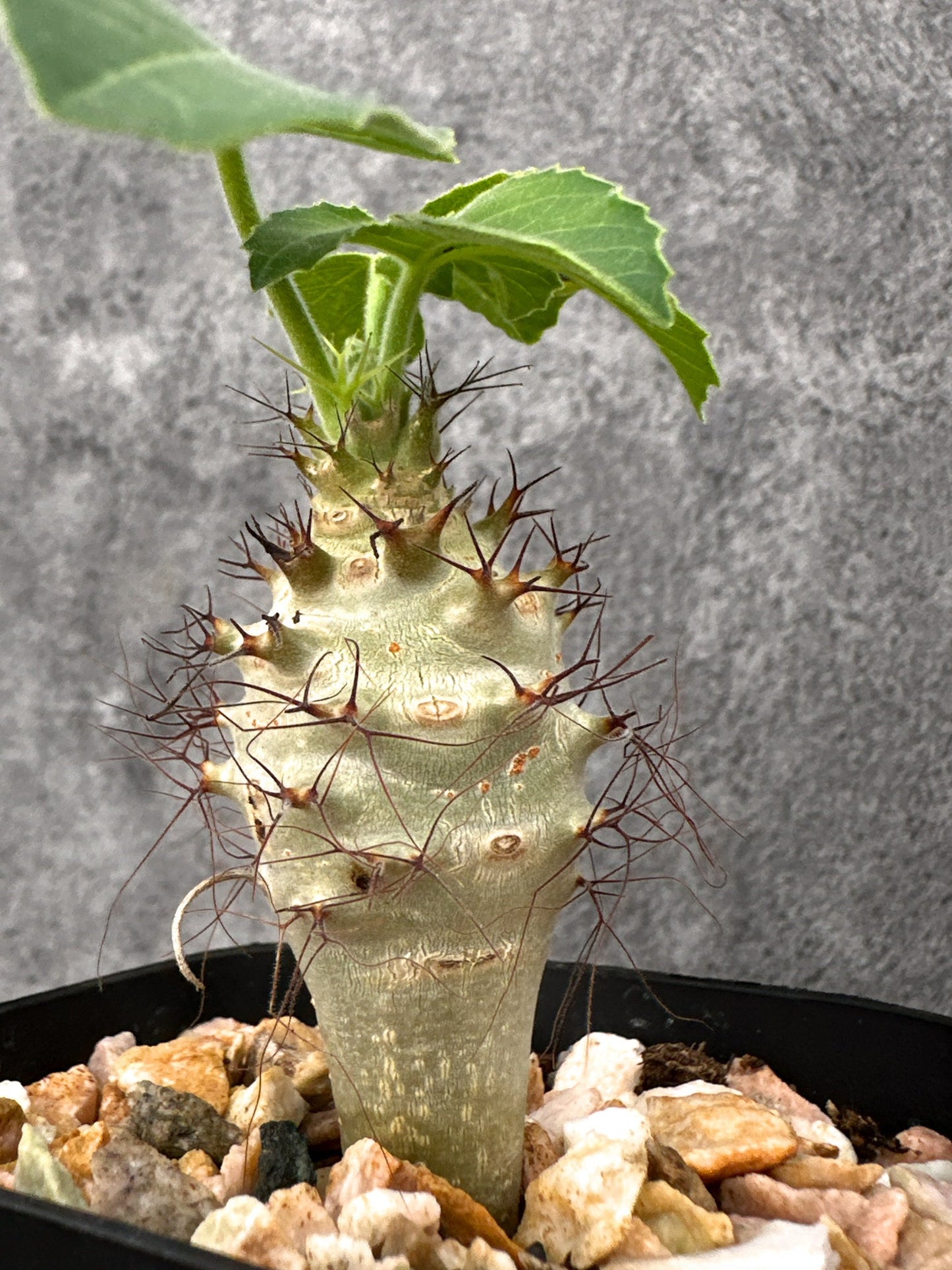 【現品限り】ヤトロファ・フィッシスピナ 実生【I70】 Jatropha fissispina