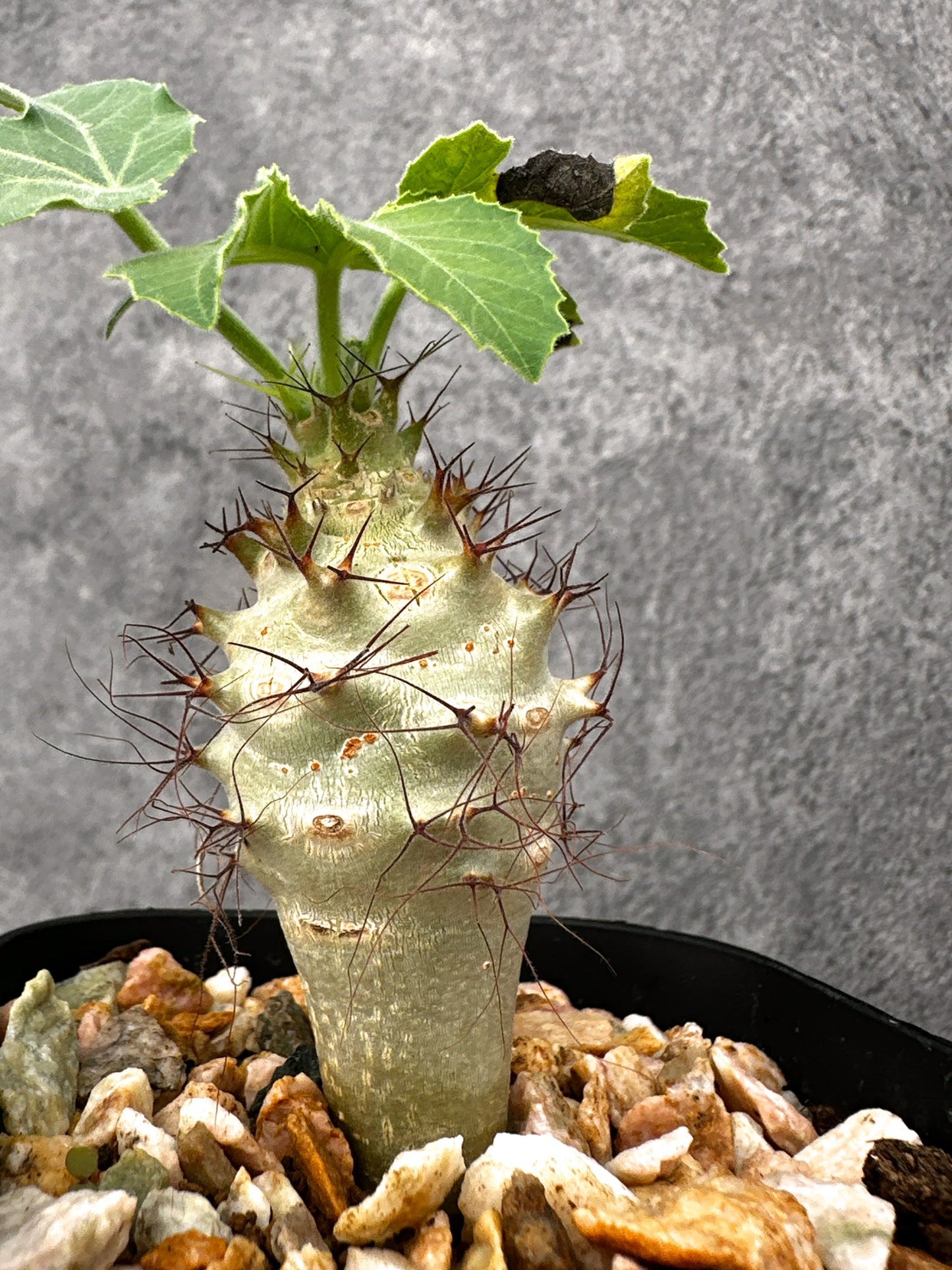 【現品限り】ヤトロファ・フィッシスピナ 実生【I70】 Jatropha fissispina
