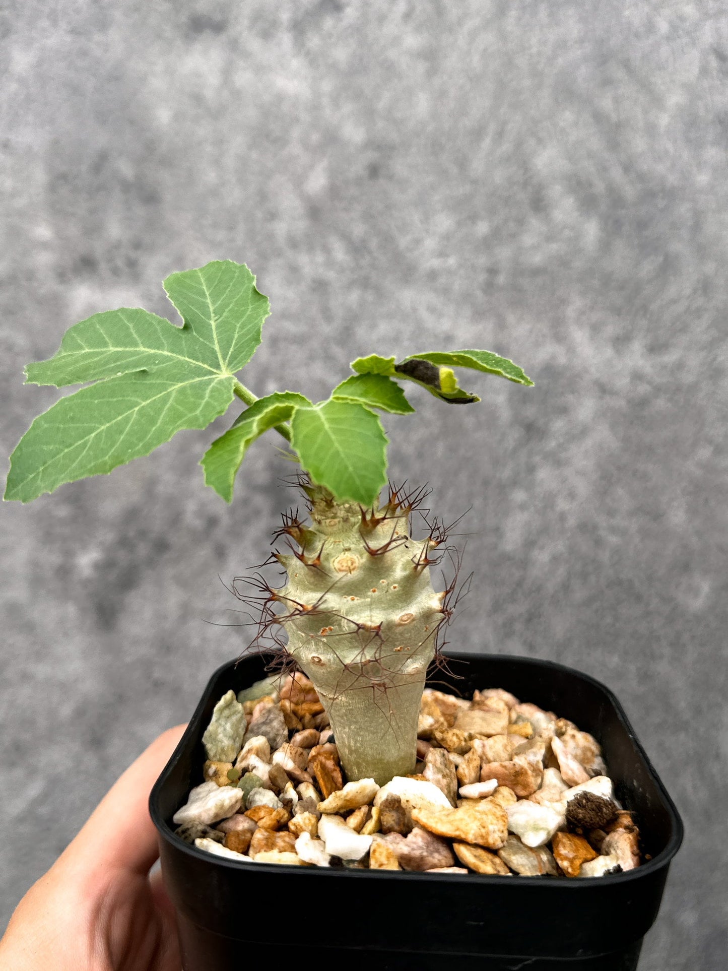 【現品限り】ヤトロファ・フィッシスピナ 実生【I70】 Jatropha fissispina