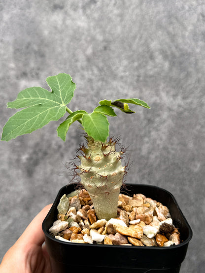 【現品限り】ヤトロファ・フィッシスピナ 実生【I70】 Jatropha fissispina