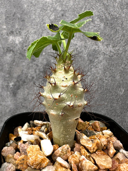 【現品限り】ヤトロファ・フィッシスピナ 実生【I70】 Jatropha fissispina