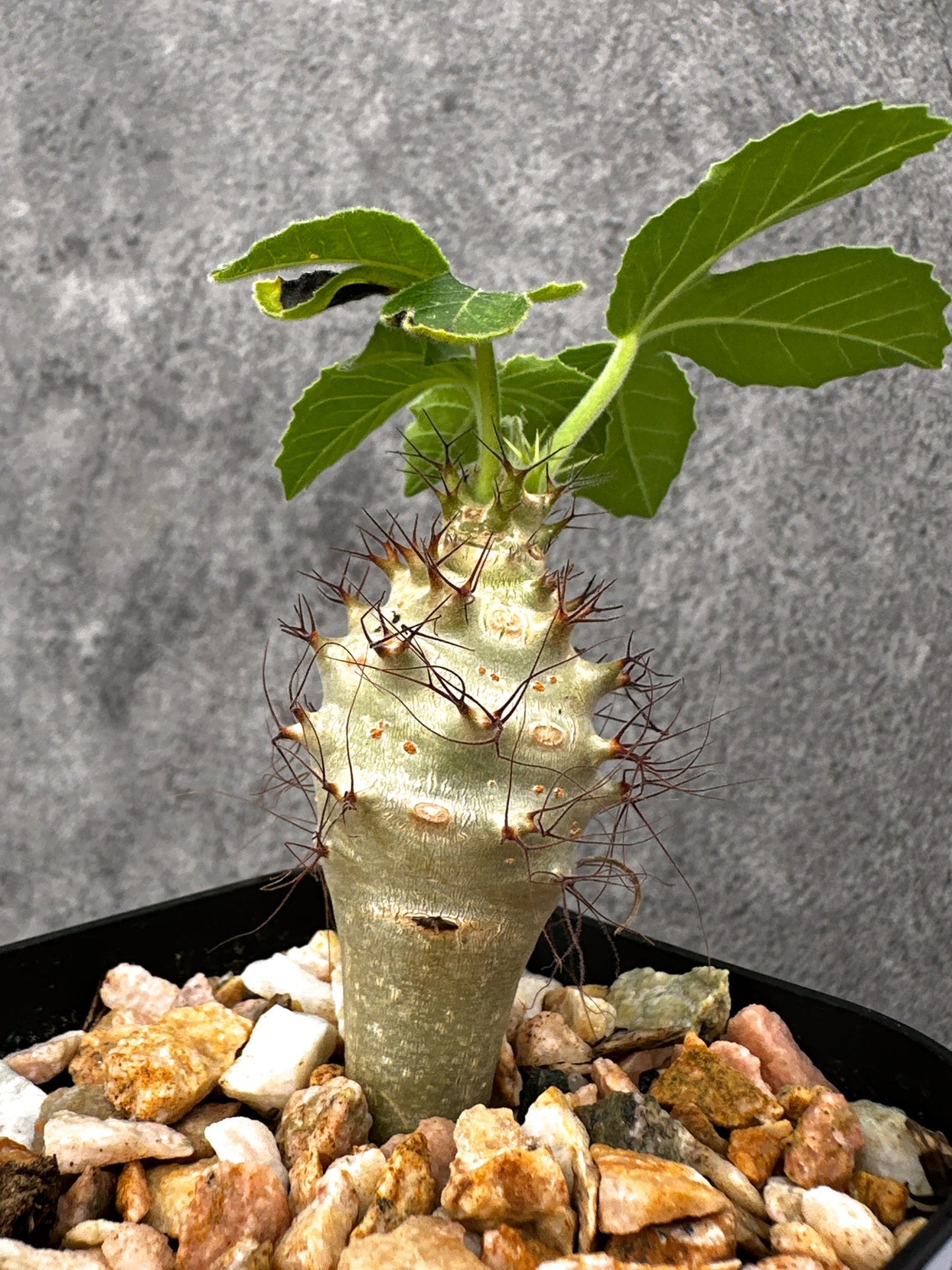 【現品限り】ヤトロファ・フィッシスピナ 実生【I70】 Jatropha fissispina