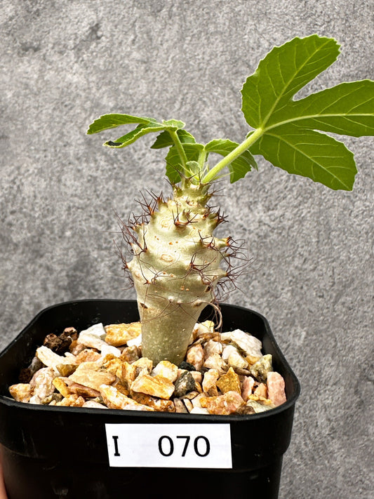 【現品限り】ヤトロファ・フィッシスピナ 実生【I70】 Jatropha fissispina