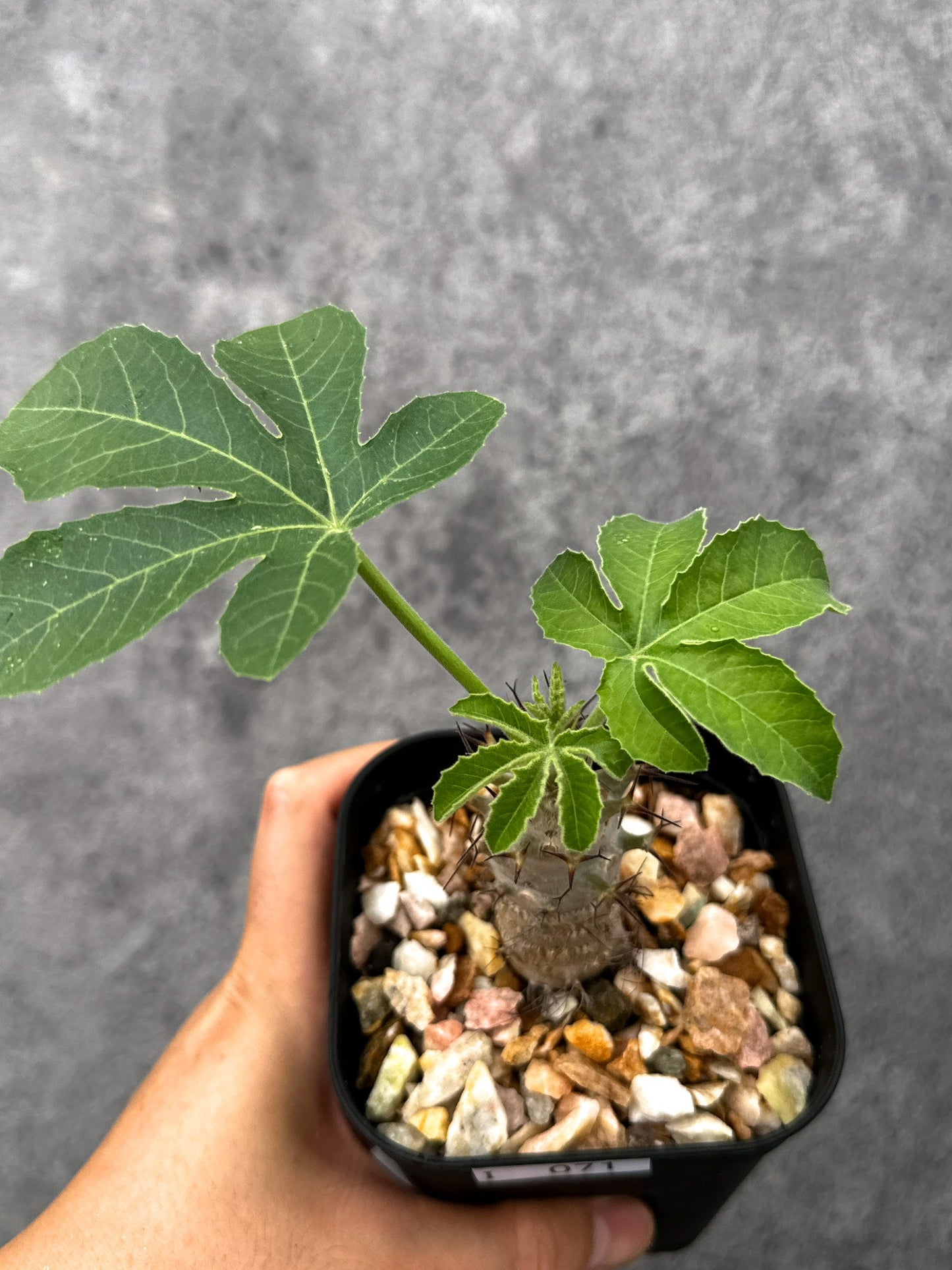 【現品限り】ヤトロファ・フィッシスピナ 実生【I71】 Jatropha fissispina