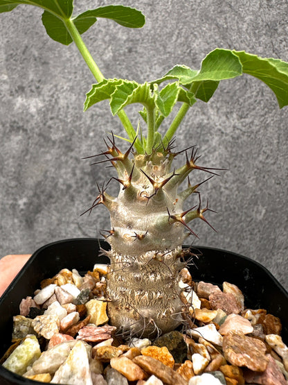 【現品限り】ヤトロファ・フィッシスピナ 実生【I71】 Jatropha fissispina