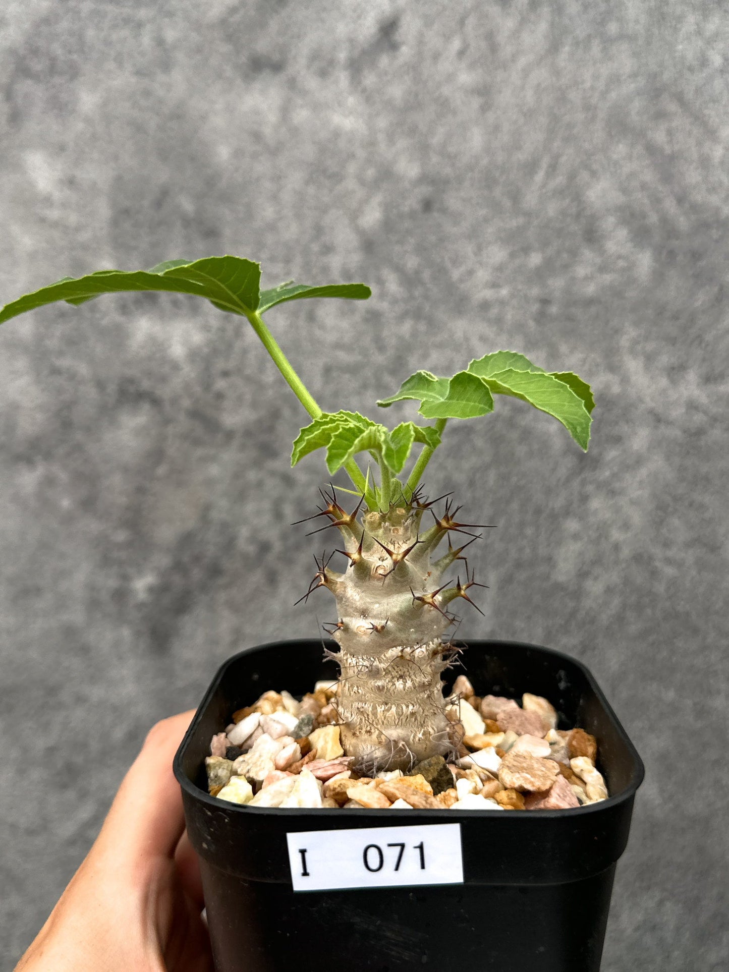 【現品限り】ヤトロファ・フィッシスピナ 実生【I71】 Jatropha fissispina