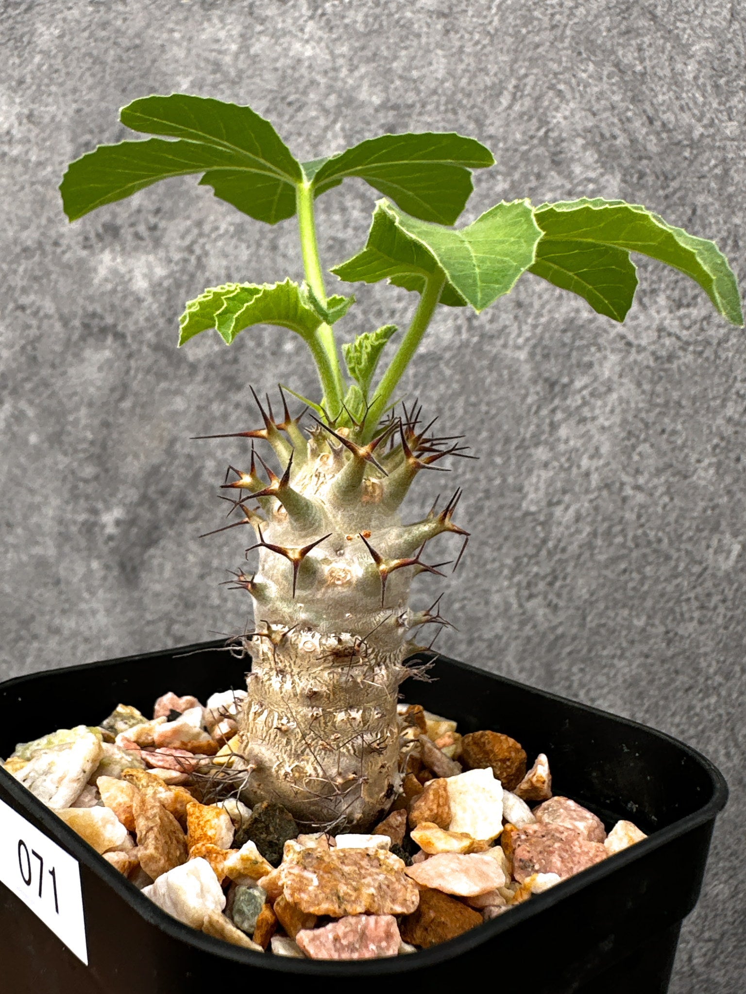 ヤトロファ・フィッシスピナ 実生【I71】 Jatropha fissispina 塊根