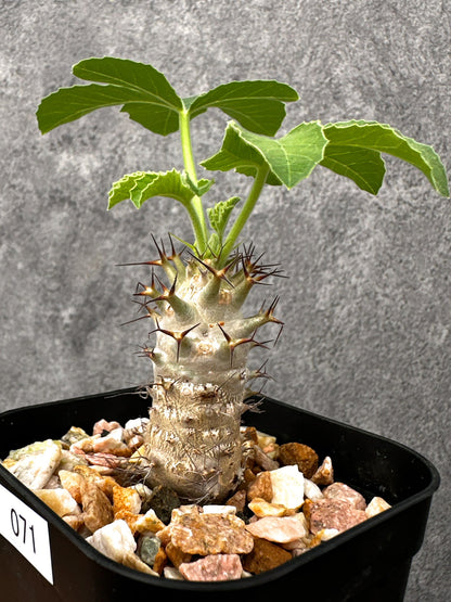 【現品限り】ヤトロファ・フィッシスピナ 実生【I71】 Jatropha fissispina