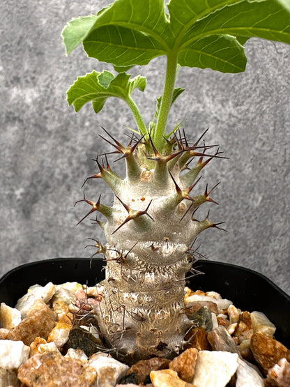 【現品限り】ヤトロファ・フィッシスピナ 実生【I71】 Jatropha fissispina