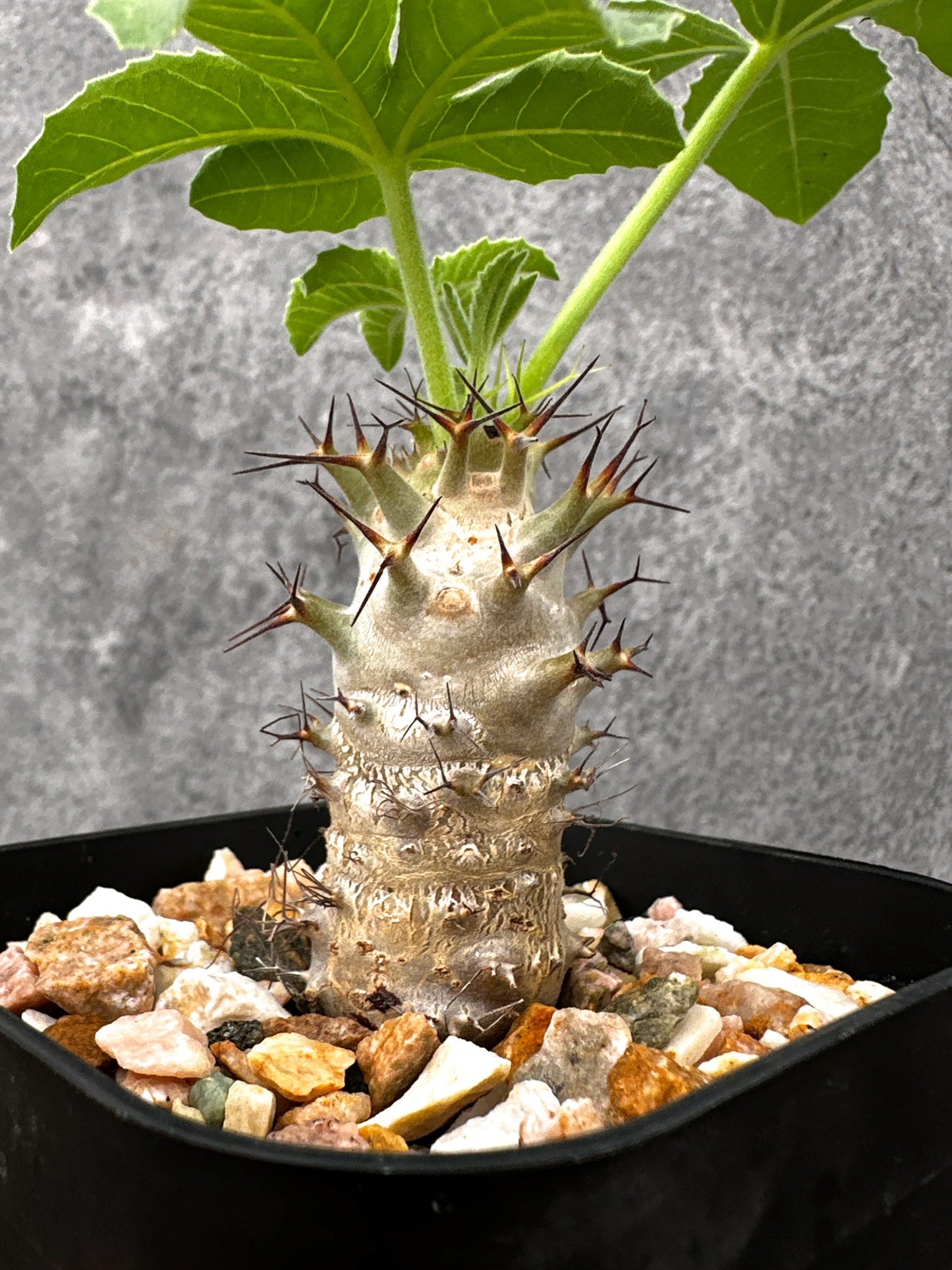 【現品限り】ヤトロファ・フィッシスピナ 実生【I71】 Jatropha fissispina