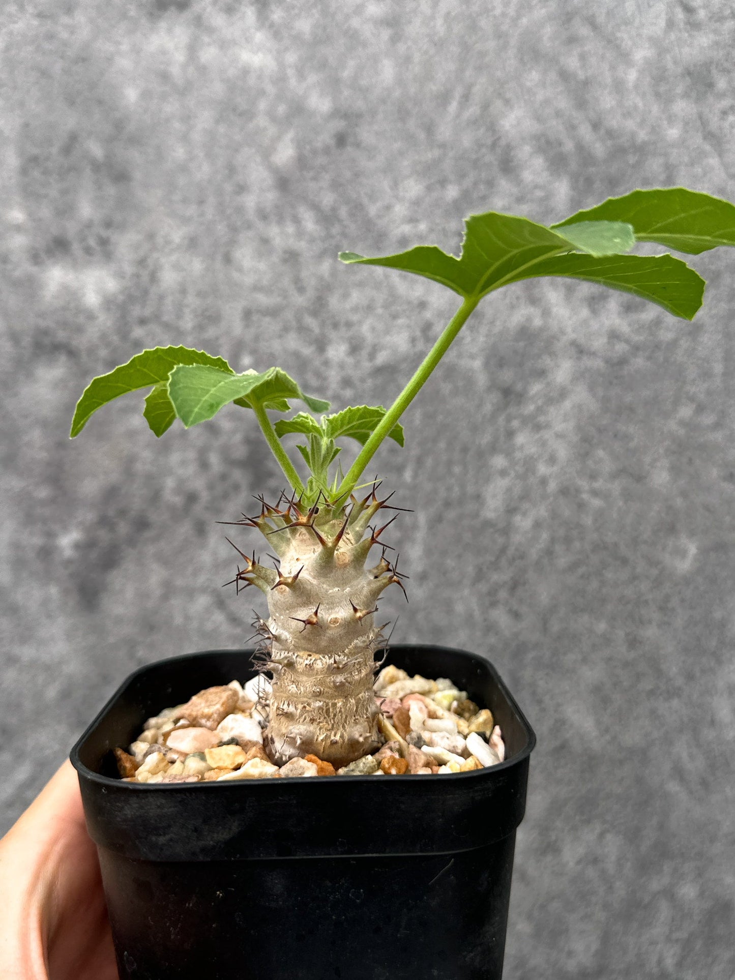 【現品限り】ヤトロファ・フィッシスピナ 実生【I71】 Jatropha fissispina