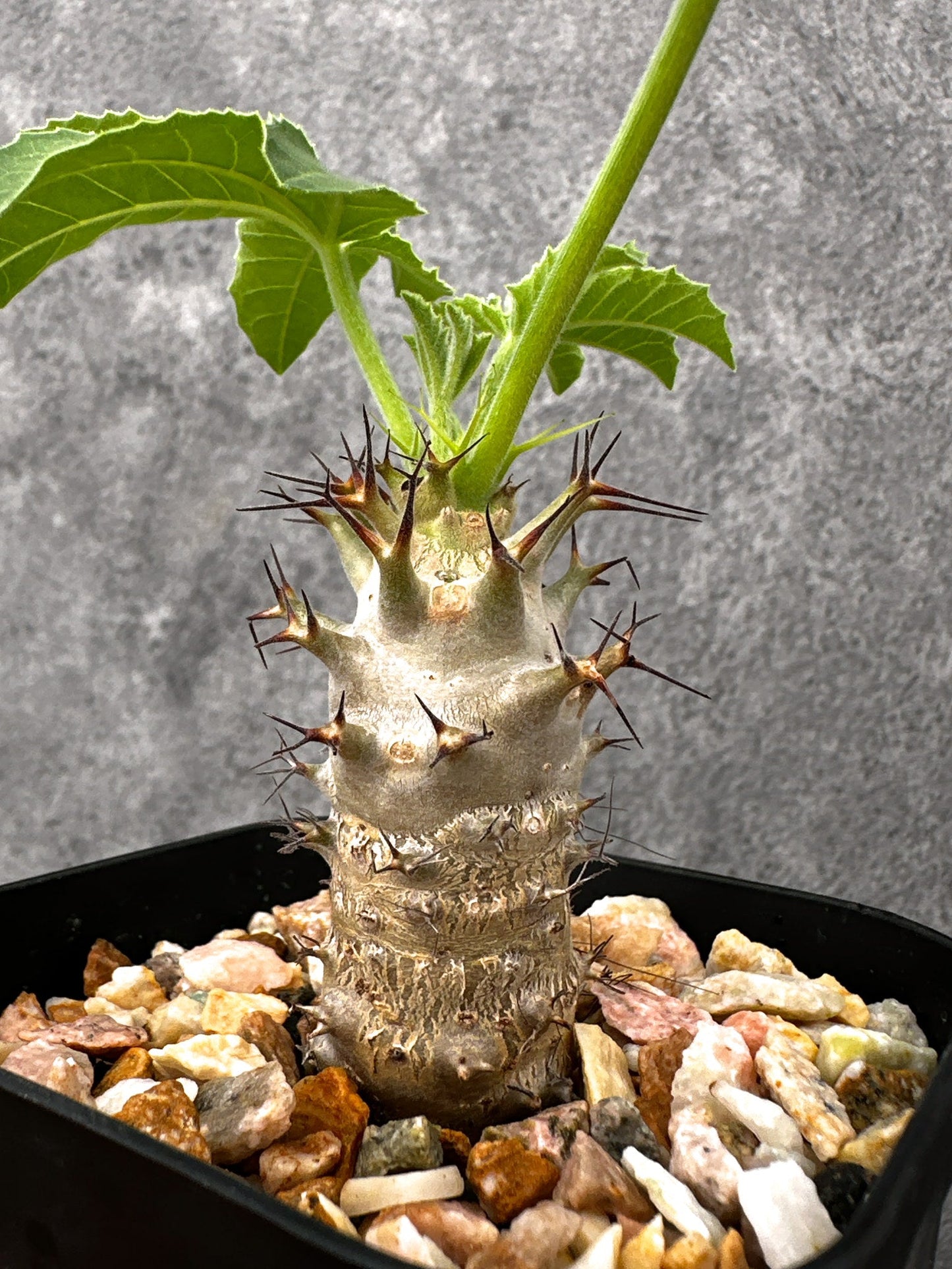 【現品限り】ヤトロファ・フィッシスピナ 実生【I71】 Jatropha fissispina