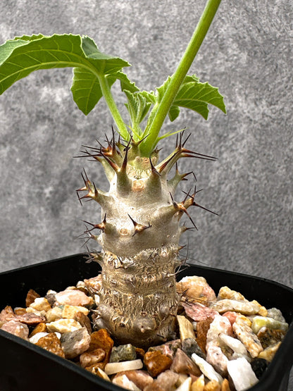 【現品限り】ヤトロファ・フィッシスピナ 実生【I71】 Jatropha fissispina