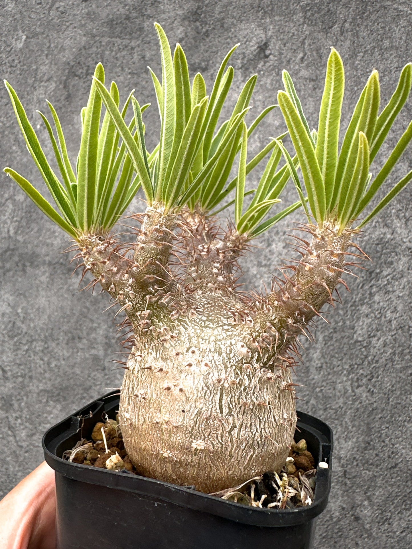 【現品限り】パキポディウム・グラキリス 実生 コレクション【I72】 Pachypodium gracilius