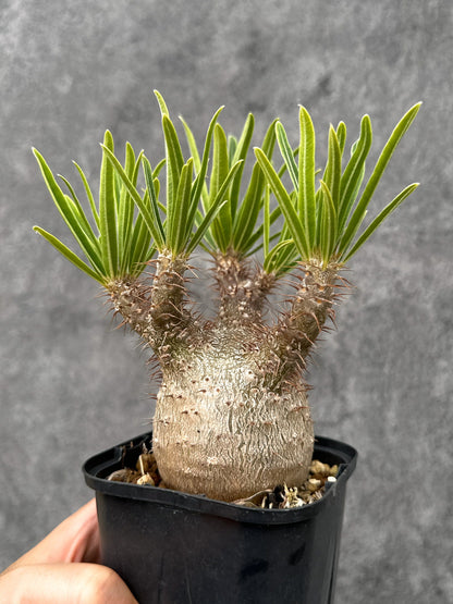 【現品限り】パキポディウム・グラキリス 実生 コレクション【I72】 Pachypodium gracilius