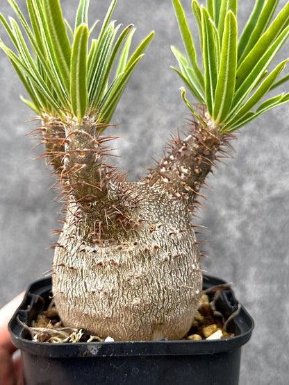 【現品限り】パキポディウム・グラキリス 実生 コレクション【I72】 Pachypodium gracilius
