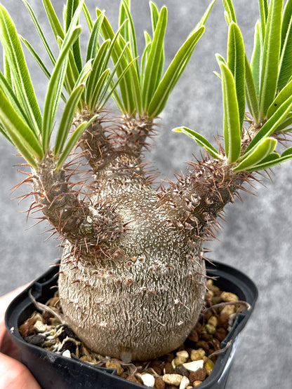 【現品限り】パキポディウム・グラキリス 実生 コレクション【I72】 Pachypodium gracilius