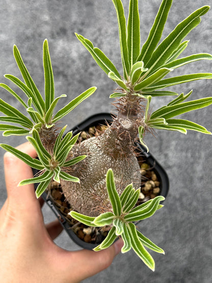 【現品限り】パキポディウム・グラキリス 実生 コレクション【I72】 Pachypodium gracilius