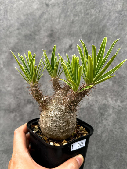 【現品限り】パキポディウム・グラキリス 実生 コレクション【I72】 Pachypodium gracilius