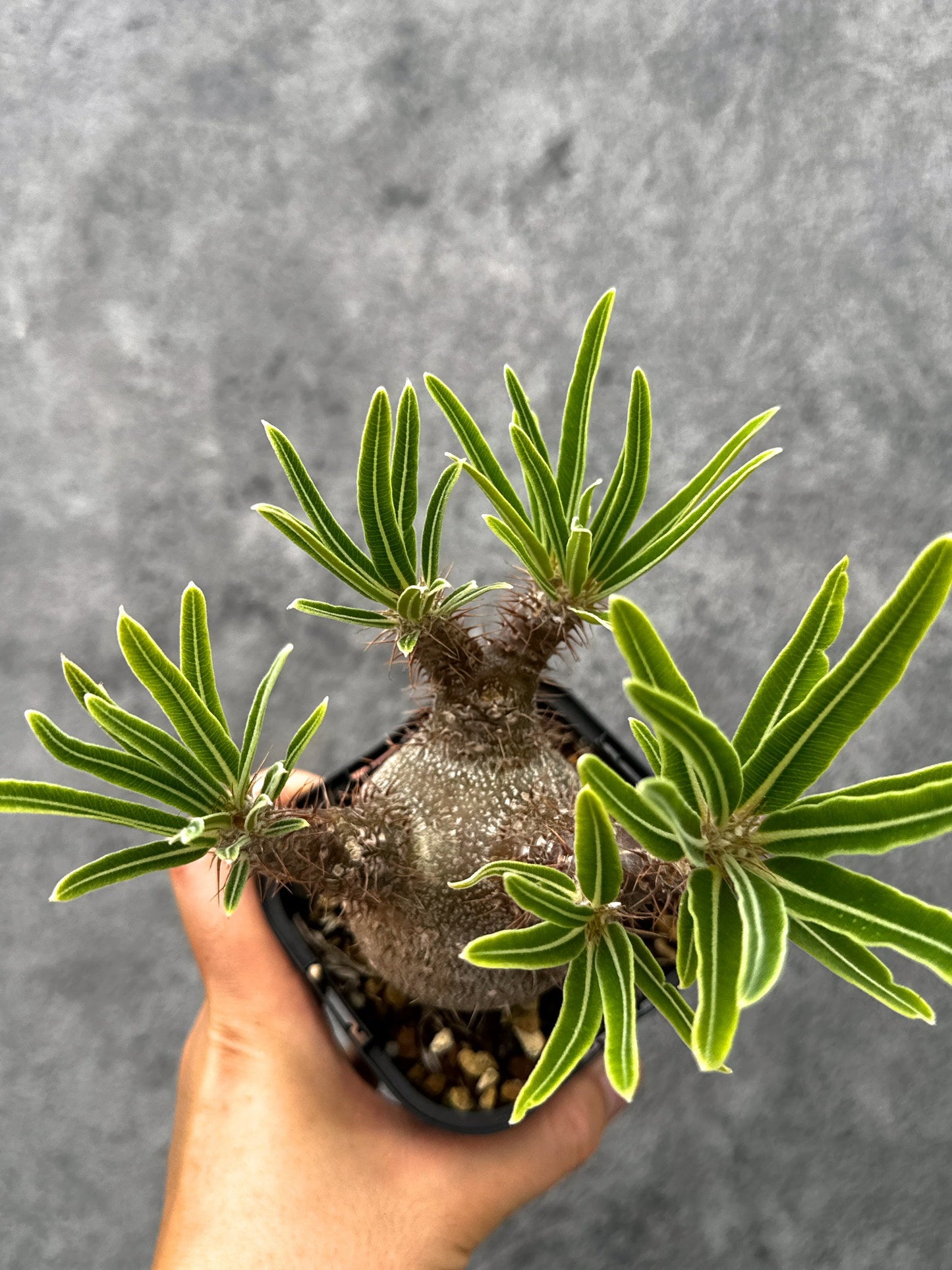 【現品限り】パキポディウム・グラキリス 実生 コレクション【I72】 Pachypodium gracilius