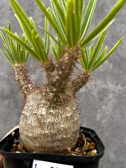 【現品限り】パキポディウム・グラキリス 実生 コレクション【I72】 Pachypodium gracilius