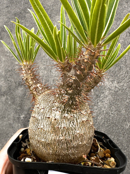 【現品限り】パキポディウム・グラキリス 実生 コレクション【I72】 Pachypodium gracilius