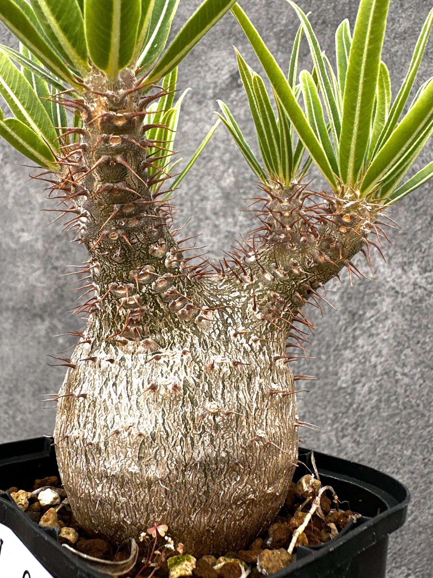 【現品限り】パキポディウム・グラキリス 実生 コレクション【I72】 Pachypodium gracilius