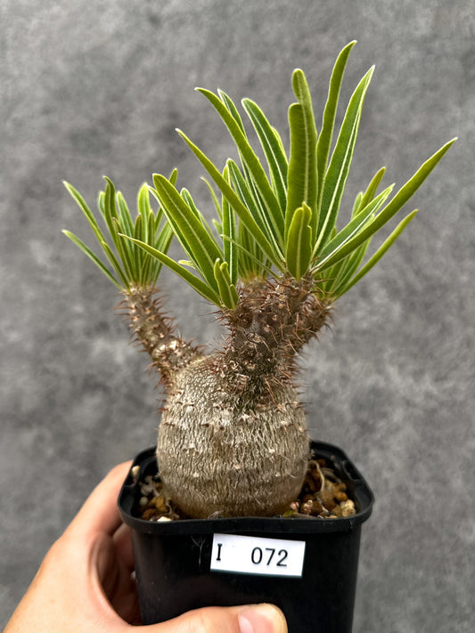 【現品限り】パキポディウム・グラキリス 実生 コレクション【I72】 Pachypodium gracilius