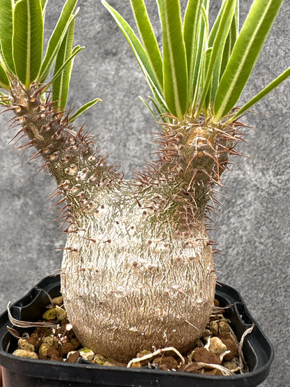 【現品限り】パキポディウム・グラキリス 実生 コレクション【I72】 Pachypodium gracilius