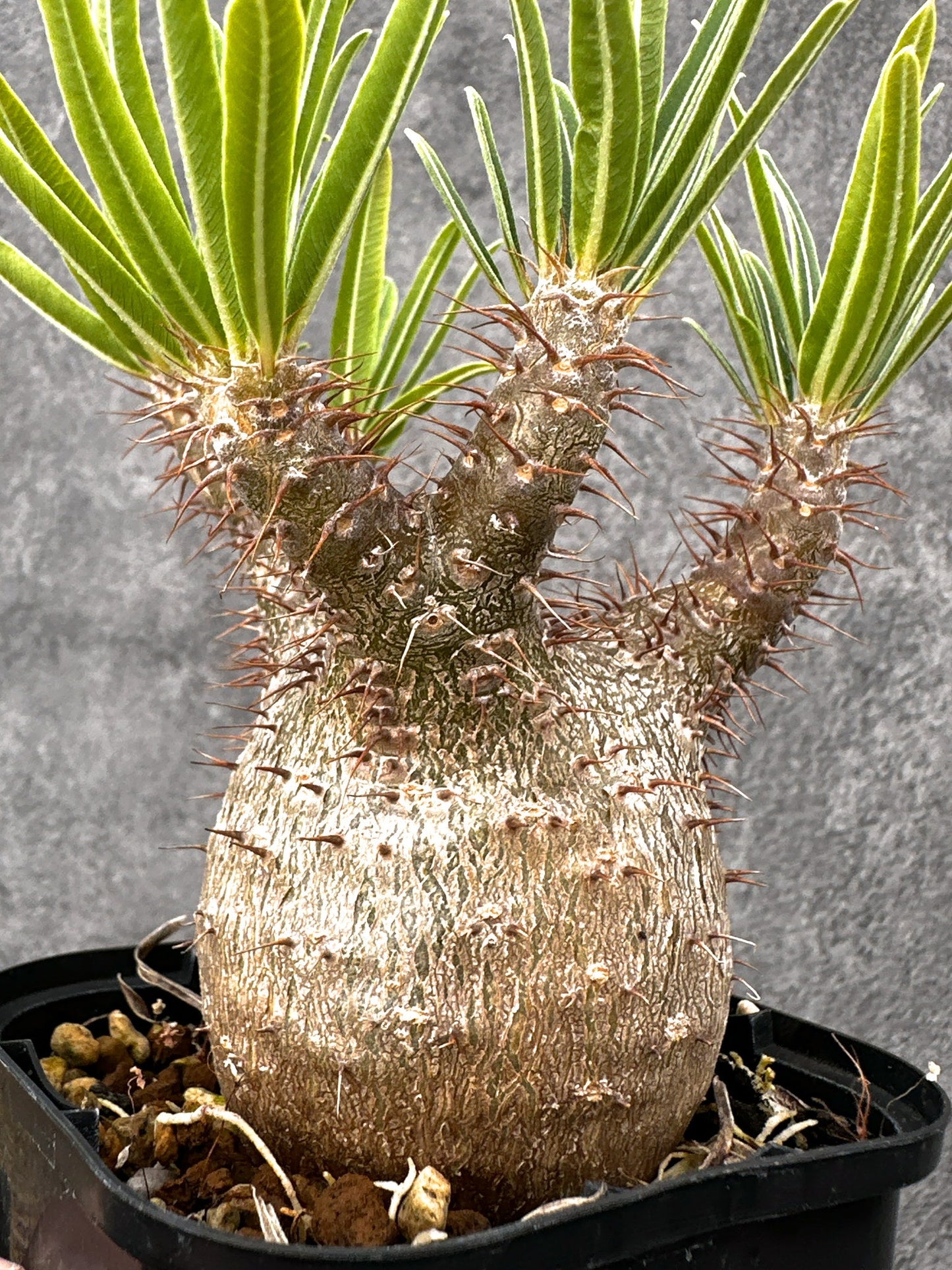 【現品限り】パキポディウム・グラキリス 実生 コレクション【I72】 Pachypodium gracilius