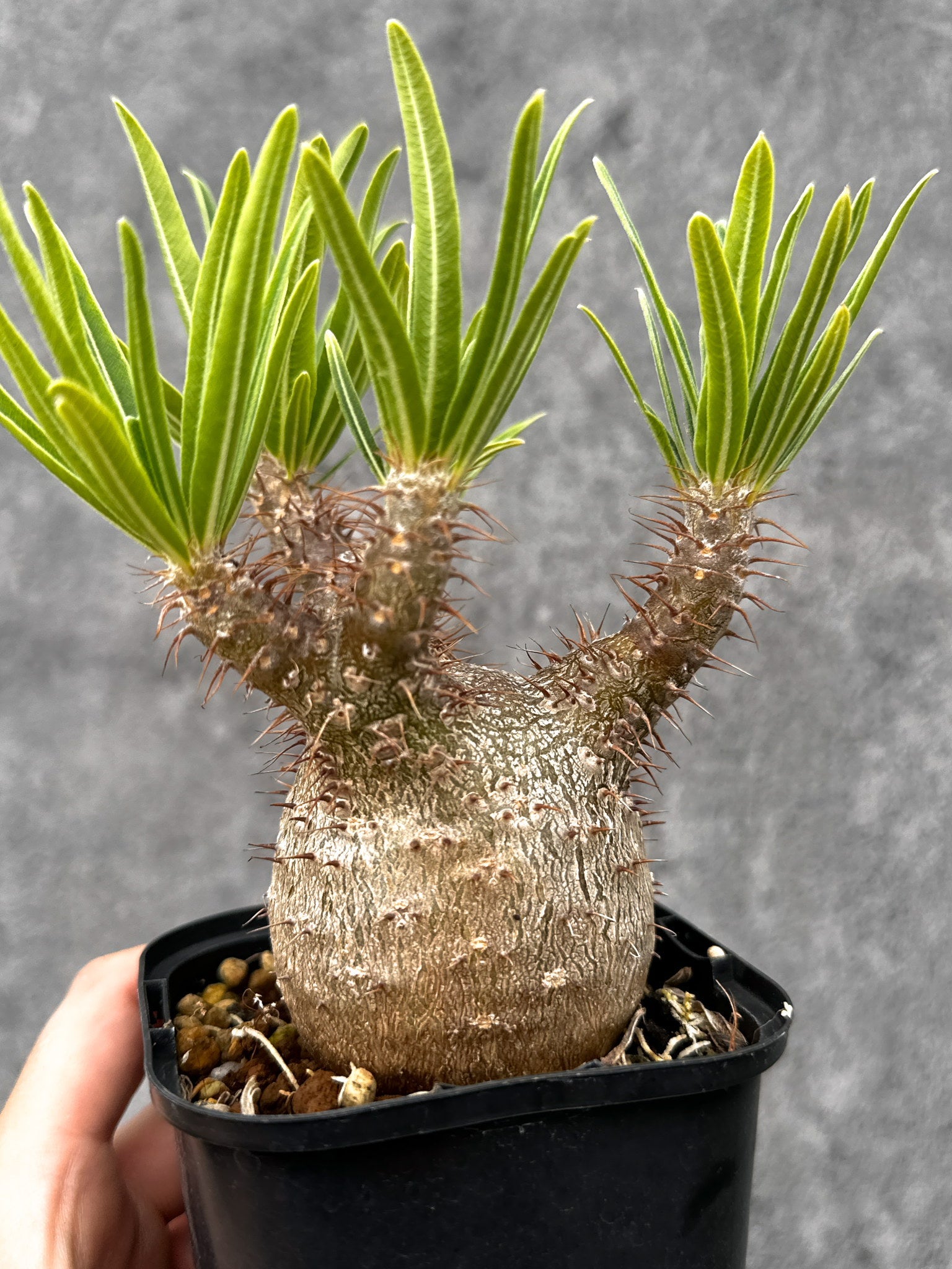 パキポディウム　グラキリス実生 パキポディウム・グラキリス 実生 コレクション【I72】 Pachypodium
