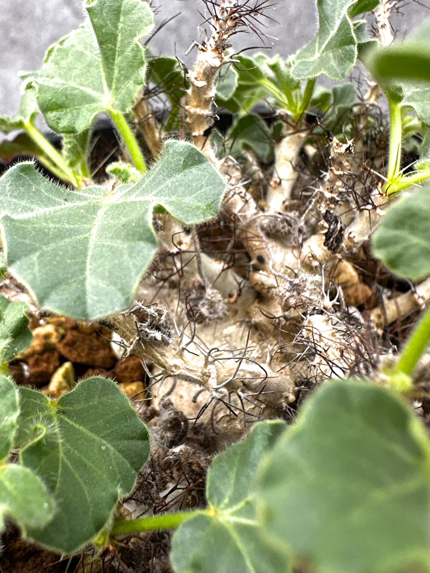 【現品限り】ヤトロファ・マルギナータ 実生【I73】 Jatropha marginata