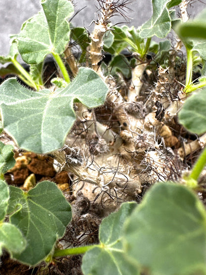 【現品限り】ヤトロファ・マルギナータ 実生【I73】 Jatropha marginata