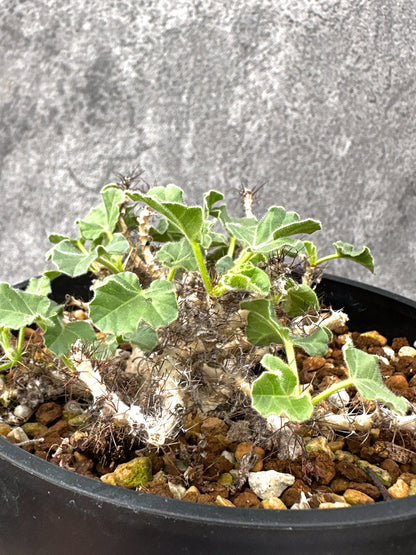 【現品限り】ヤトロファ・マルギナータ 実生【I73】 Jatropha marginata