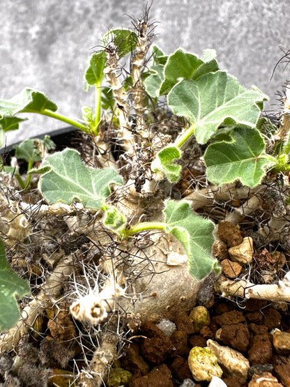 【現品限り】ヤトロファ・マルギナータ 実生【I73】 Jatropha marginata