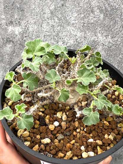 【現品限り】ヤトロファ・マルギナータ 実生【I73】 Jatropha marginata