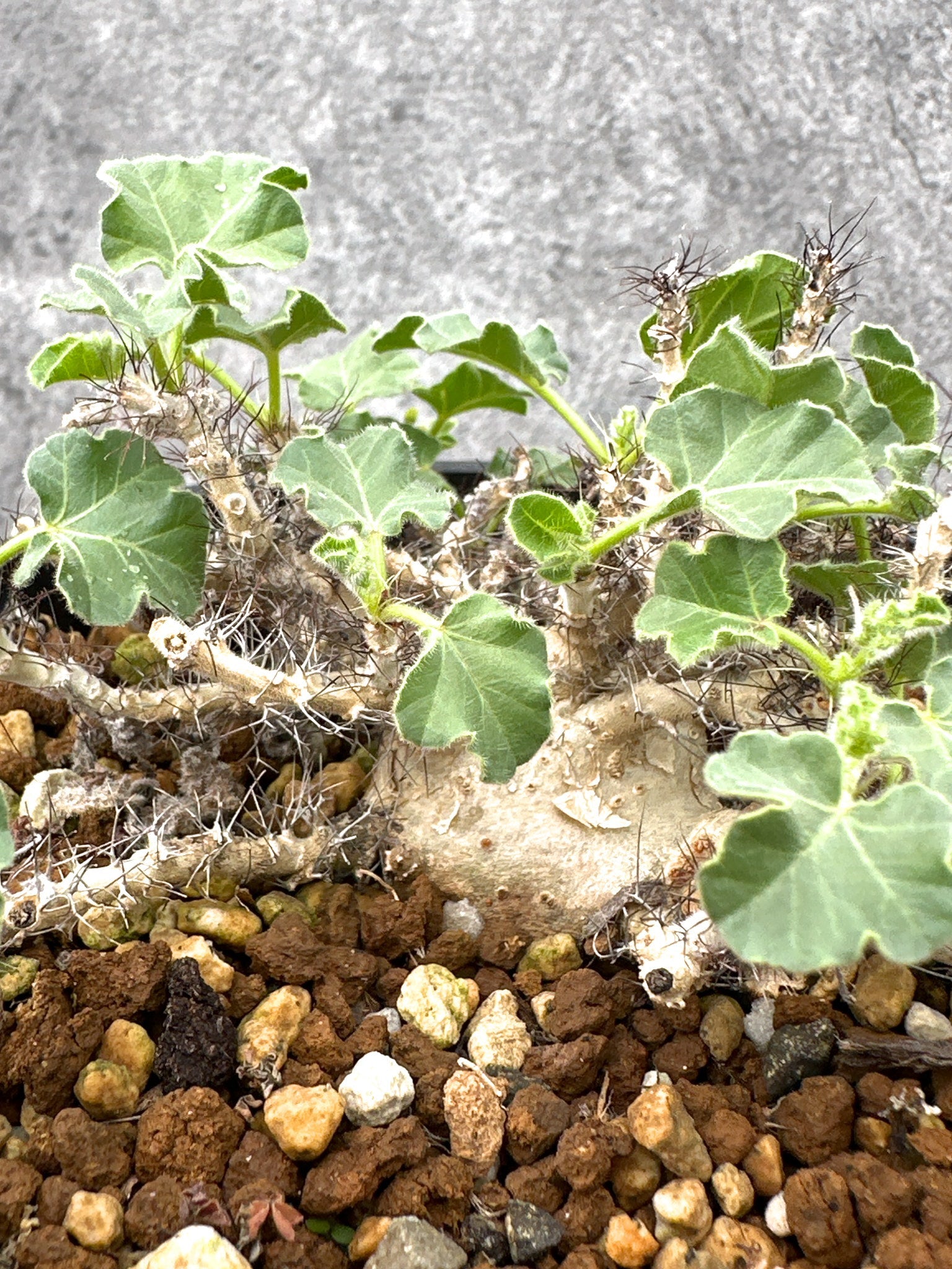 ヤトロファ・マルギナータ 実生【I73】 Jatropha marginata 塊根植物
