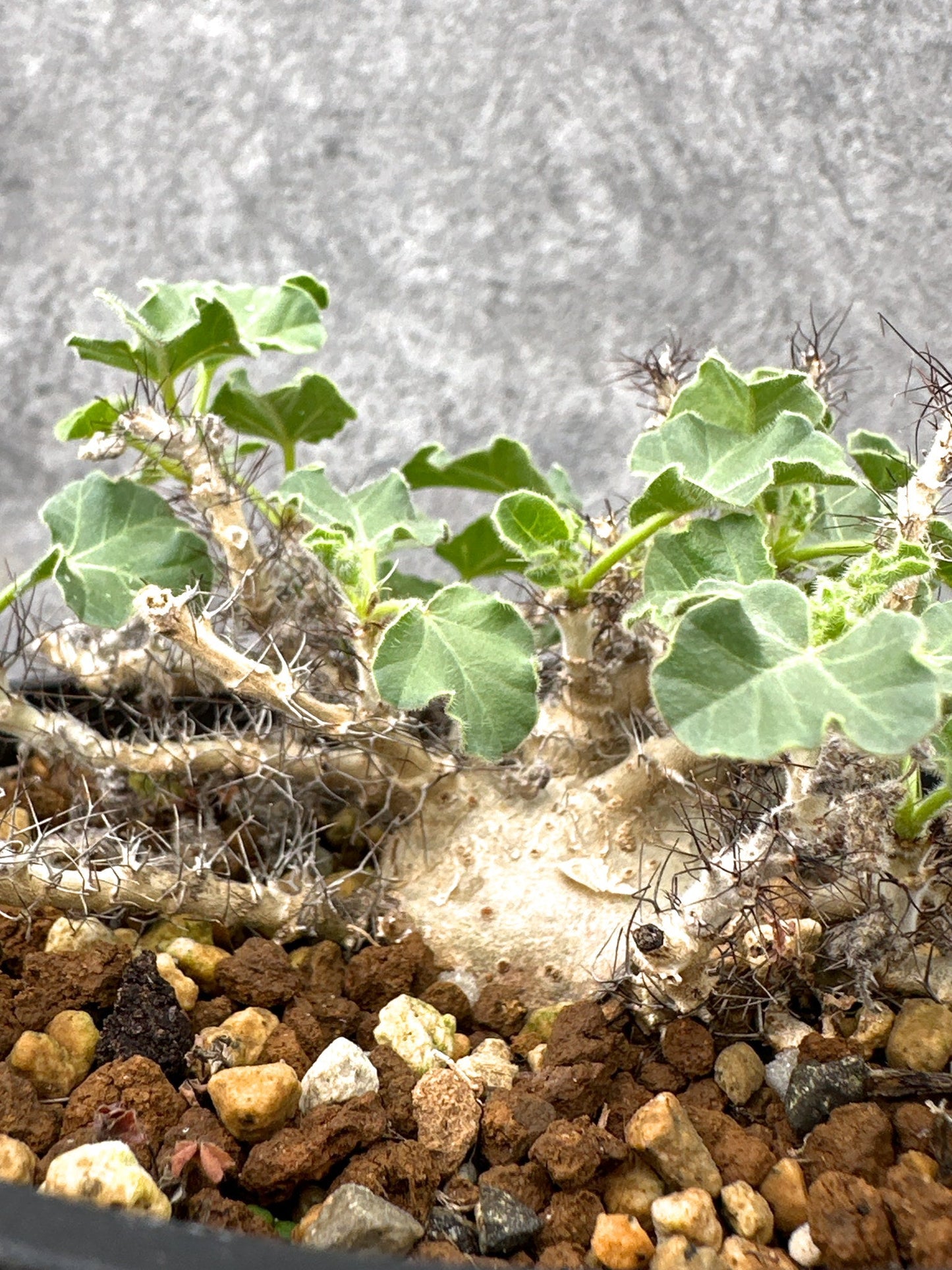 【現品限り】ヤトロファ・マルギナータ 実生【I73】 Jatropha marginata