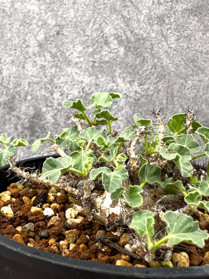 【現品限り】ヤトロファ・マルギナータ 実生【I73】 Jatropha marginata