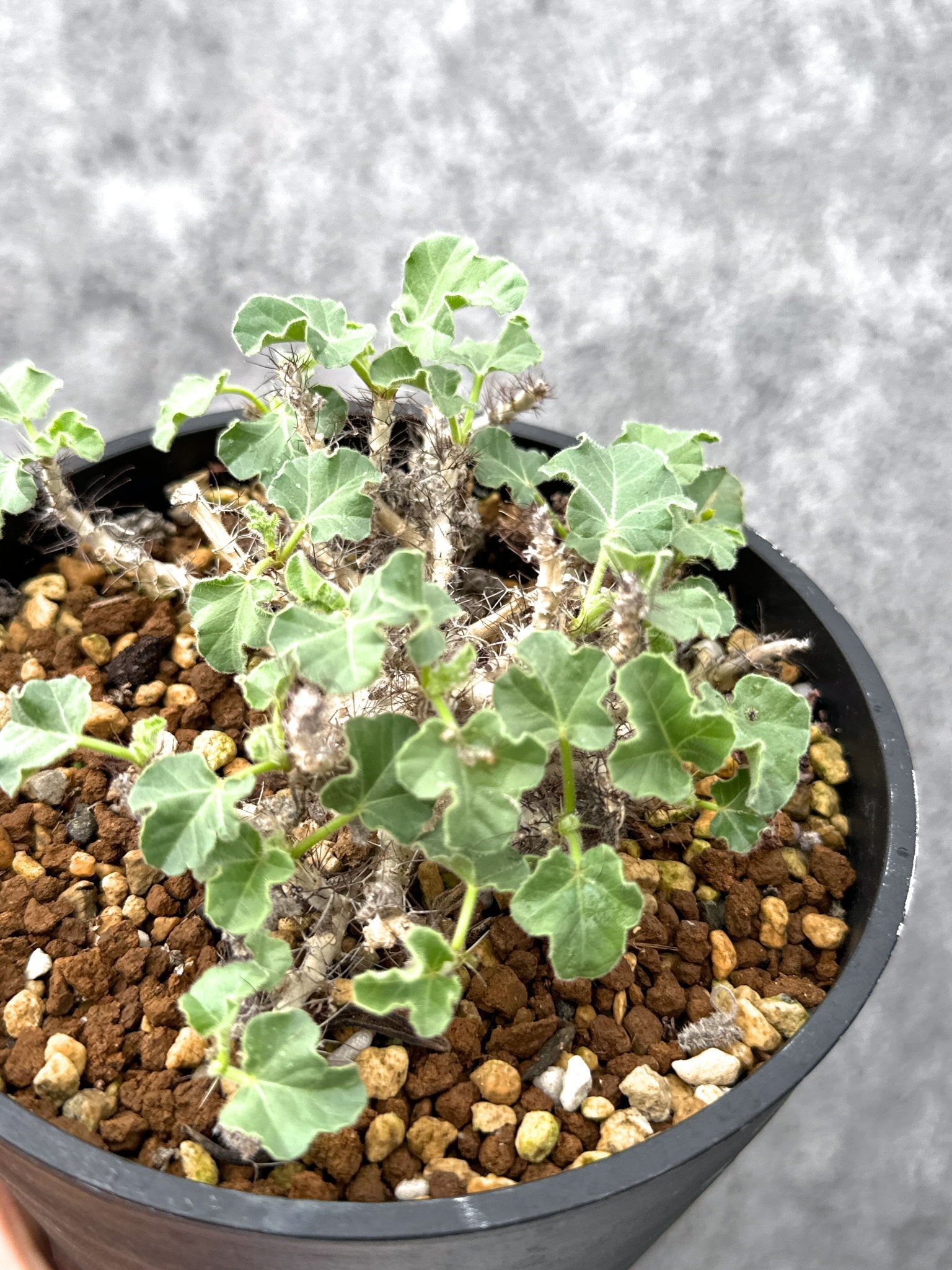 ヤトロファ・マルギナータ 実生【I73】 Jatropha marginata 塊根植物