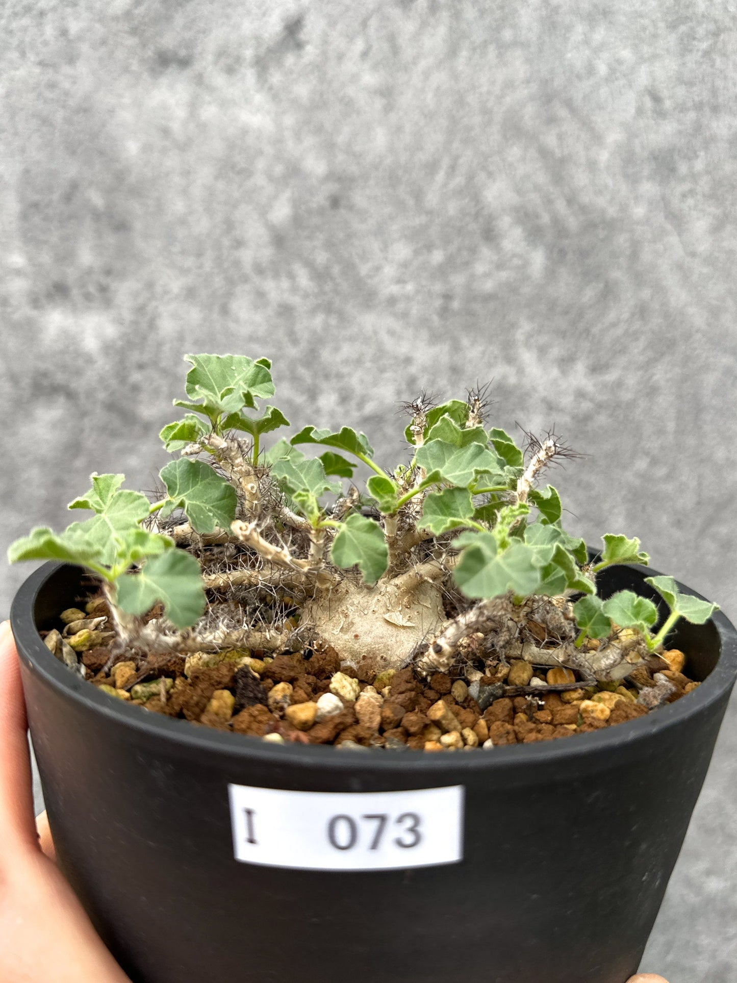 【現品限り】ヤトロファ・マルギナータ 実生【I73】 Jatropha marginata
