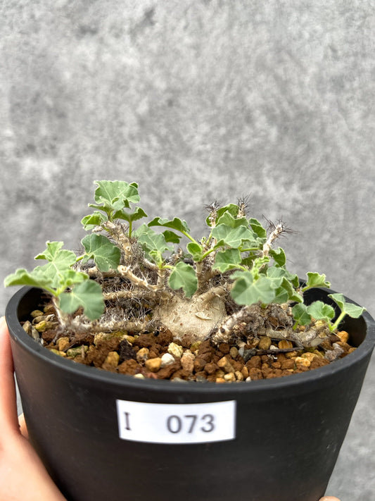 【現品限り】ヤトロファ・マルギナータ 実生【I73】 Jatropha marginata