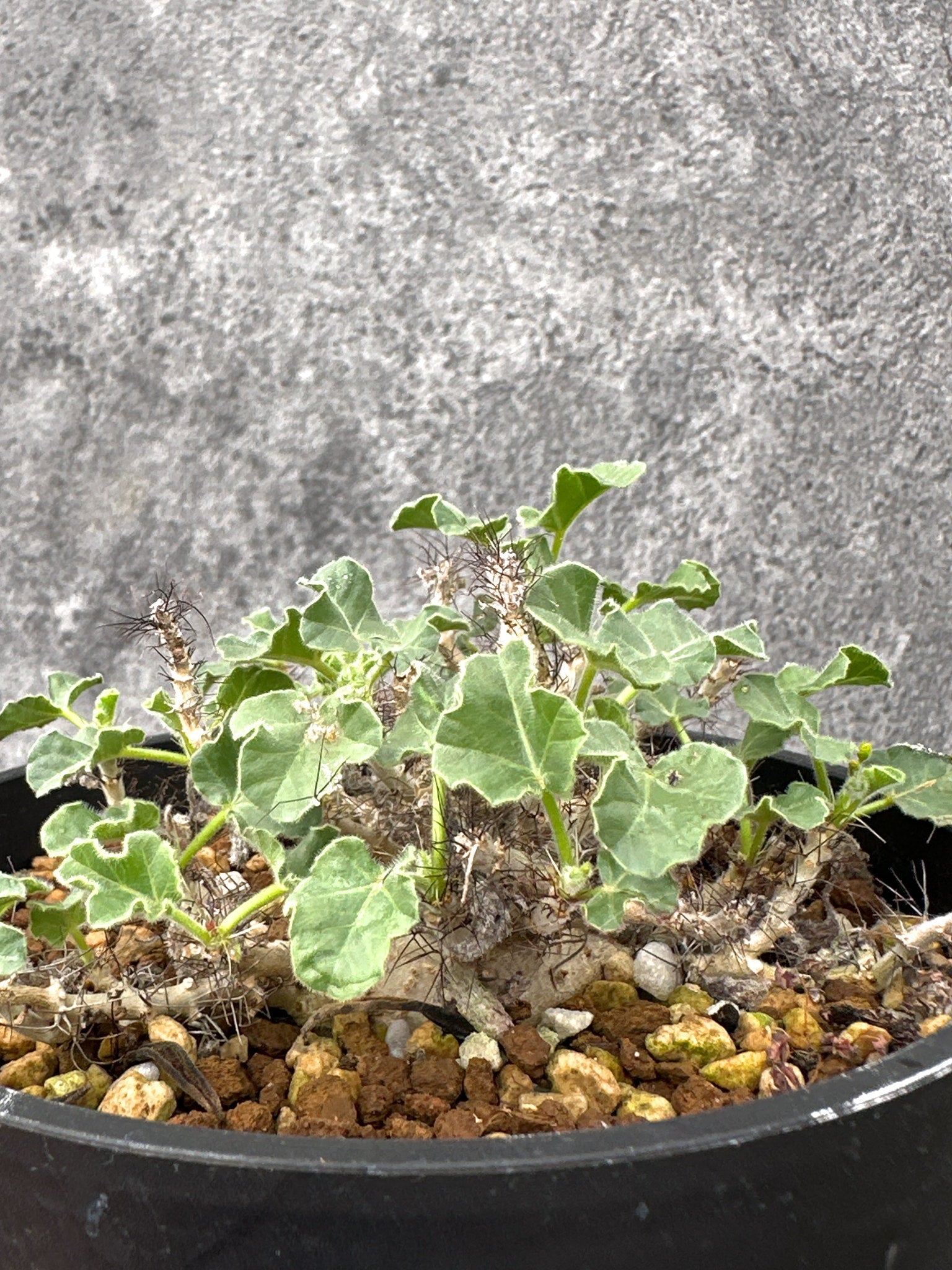 ヤトロファ・マルギナータ 実生【I73】 Jatropha marginata 塊根植物