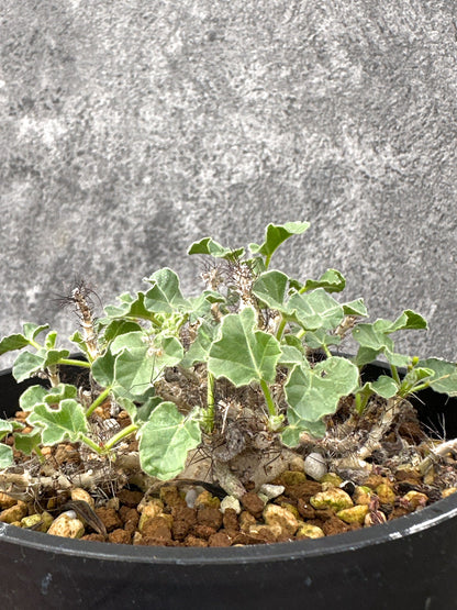 【現品限り】ヤトロファ・マルギナータ 実生【I73】 Jatropha marginata