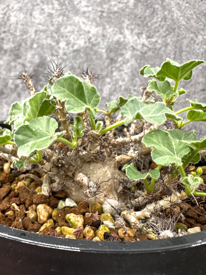 【現品限り】ヤトロファ・マルギナータ 実生【I73】 Jatropha marginata