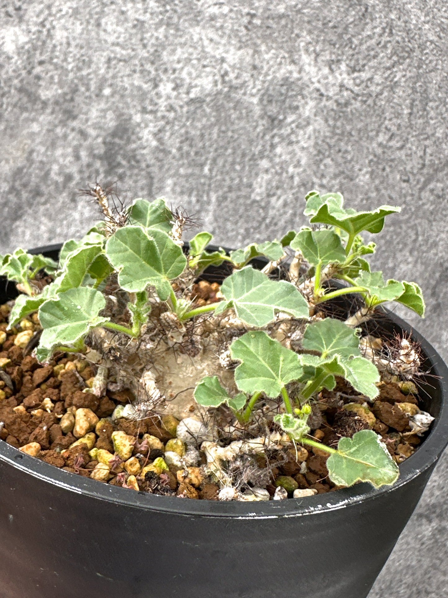 【現品限り】ヤトロファ・マルギナータ 実生【I73】 Jatropha marginata